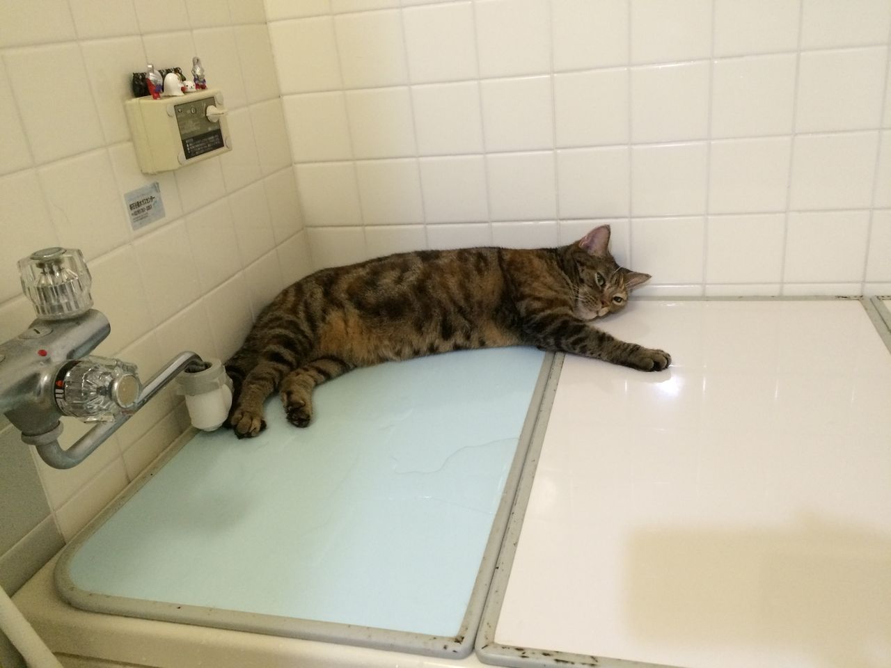 ふーちゃん : ねこクラブu201dたまu201d