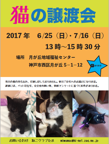 ねこクラブたま譲渡会