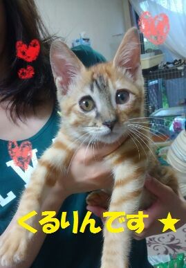 フェリシモ3