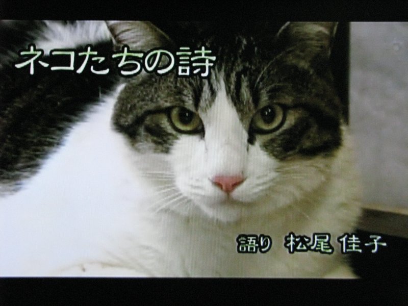 ペット百科 ね こ の し っ ぽ