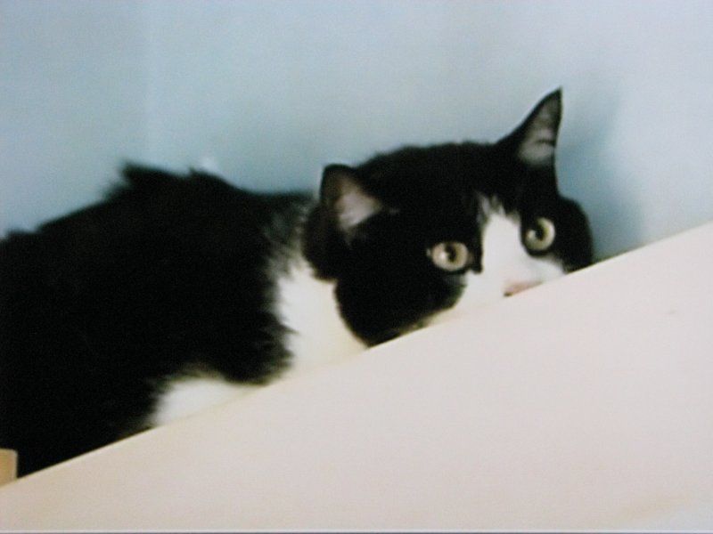 ペット百科 ね こ の し っ ぽ