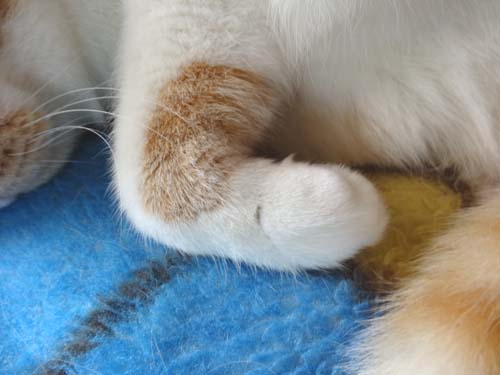 猫とガーデニング 猫の手とアズレア 猫とガーデニング 猫の手とアズレア