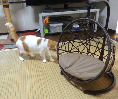 猫とガーデニング 猫バカ夫婦 猫とガーデニング 猫バカ夫婦