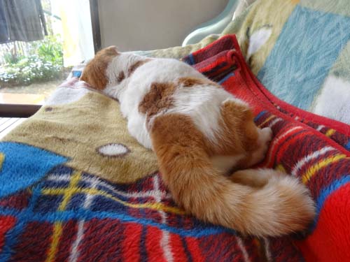 猫とガーデニング 猫とブロッコリー