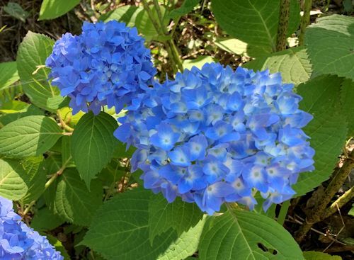 IMG_1905_20210601151703b2b