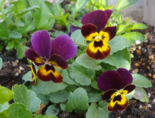 猫とガーデニング 年12月