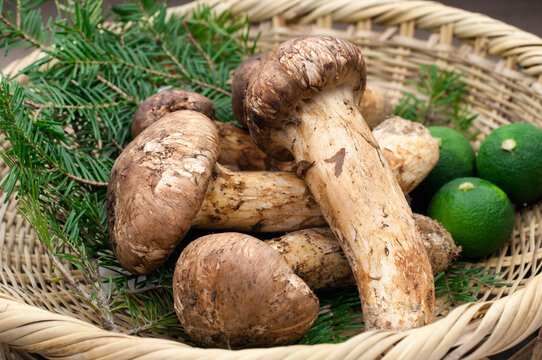 360_F_177751786_ZKObDfkZ9E1tV46bhd2hWtesnltieW94