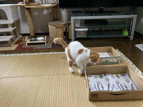 トロトロ水羊羹と猫 : 猫とガーデニング