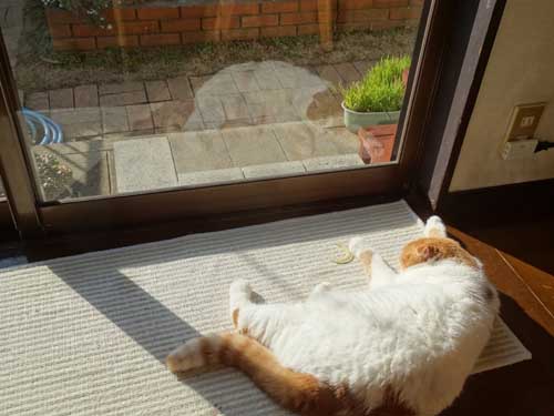 猫とガーデニング 猫と水仙