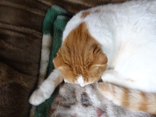 猫とガーデニング 寝起きの間抜け顔