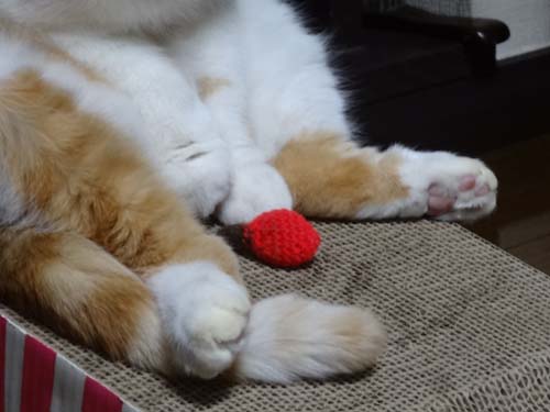 猫とガーデニング 朝起きたら猫が