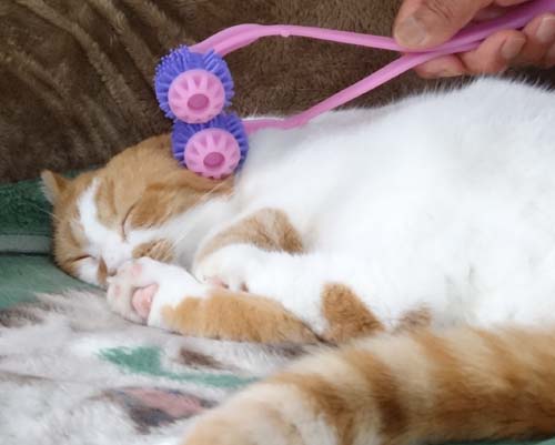 猫とガーデニング 猫が喜ぶマッサージ機 猫とガーデニング 猫が喜ぶマッサージ機