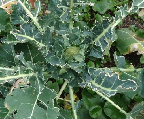 猫とガーデニング 猫トイレ使用中