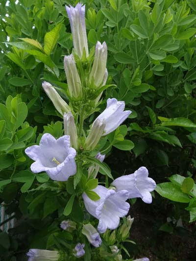 o0400053313654905522