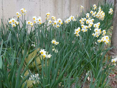 猫とガーデニング 猫と水仙