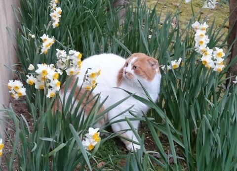 猫とガーデニング 猫と水仙