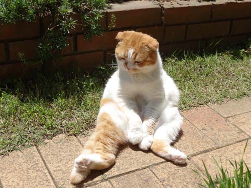 猫とガーデニング スコ座りでまったり 猫とガーデニング スコ座りでまったり
