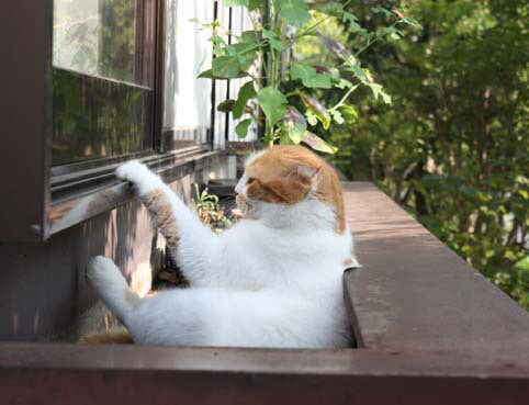 o0482036913956522341