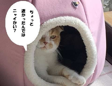 4ca64625