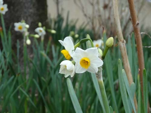 猫とガーデニング 猫と水仙