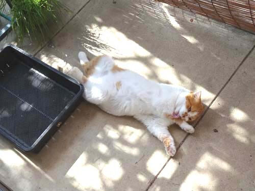 o0500037513993504225