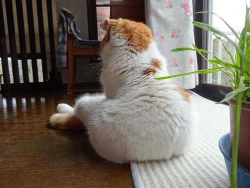 猫とガーデニング : 猫後ろ姿