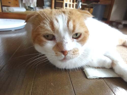 o0500037514266759600