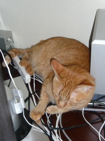 テレビ裏進入禁止令 猫との生活 写真日記 テレビ裏進入禁止令 猫との生活 写真日記