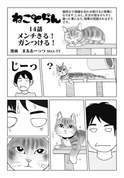 ねことらん14話 メンチきる！ガンつける！ : ねことらん