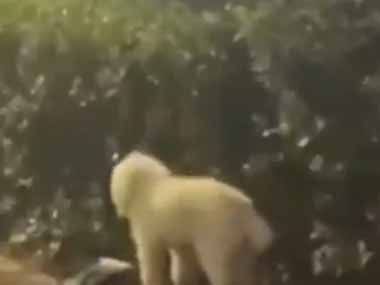 ２匹のイヌが散歩していた。進め進め～♪ → １匹は楽ちんです…