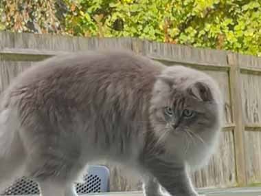 うちのネコが庭にいた。尻尾に１枚の落ち葉がくっついていた → 秋の猫はこうなります…