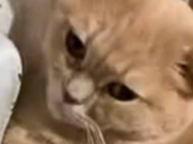 【ネコ】 今日はとても気温が低い。ひしっ！ → 猫はずっとこうなります…