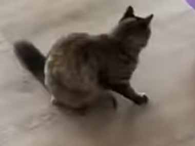 ネコが夢中で遊ぶオモチャはなんですか？ ヒャッハ～！ → うちの猫は風船でこんな様子です…