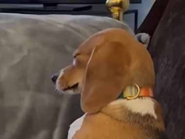 ２匹の犬がソファの上にいた。ちょ、ちょっとぉ！ → １匹、迷惑です…