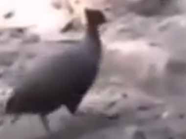 何てひどいヤツなんだ！ 大きなトカゲが地面に穴を掘っていた。そこに鳥が近づいた → すると…