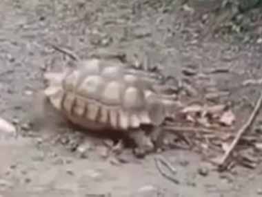 イヌの隣でカメがゆっくり歩いていた。真似しているのかな？ → 犬はこうします…