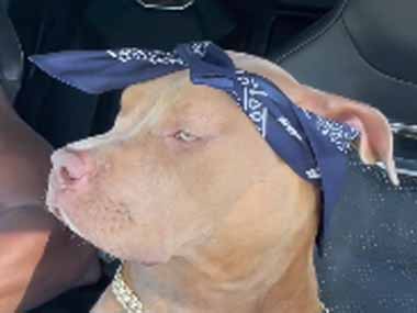 イヌが車に乗っていた。飼い主が曲をかける → 犬も一緒にこうなります…