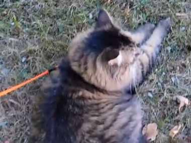 猫にリードをつけて外で遊ばせていた。その場でリードを外す。逃げちゃうよ！ → いいえ、良い子はこうなります…