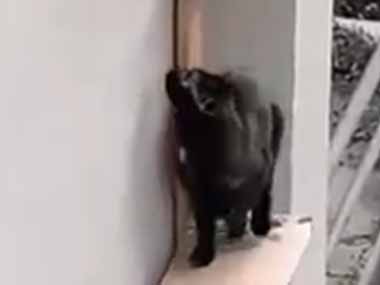 ネコの部屋は２階にあった。うんしょ♪ → 散歩から帰ってきた猫はこうします…