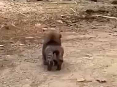 子イヌの前方に大きな牛がいた。や、やったるぞぉ！ → 子犬、安全な距離まで逃げてからこうします…