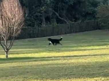犬がドッグパークで飼い主さんを見失った。あれれ？どこだワン？…あ！ → 見つかったらこうなります…