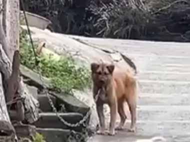 イヌが道端の塀に繋がれていた。そこに友だちの犬がやってきた → こうします…