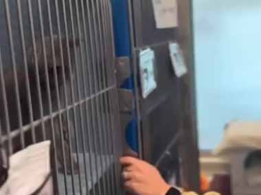 ネコを飼いたい人は保護センターに行きましょう。並んだケージの扉を開ける → こんな猫があなたを待っています…