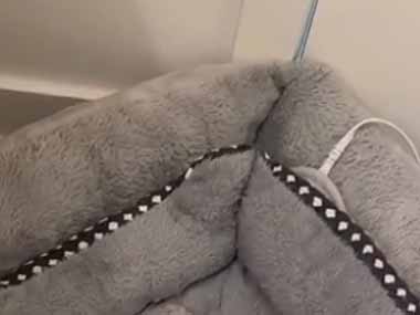 子ネコ用のベッドの下にペットヒーターを敷いていた。ぬくぬくにゃ♪ → 子猫はこんな姿になりました…