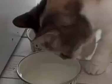 うちのネコが水を飲もうとしていた。なんか風味が足りないな → グルメな猫はこうします…