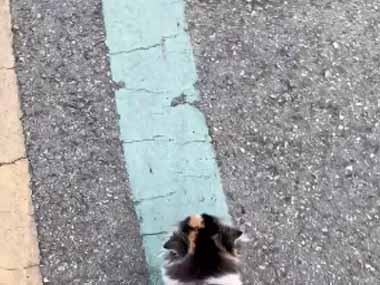 小さな子ネコが道路に引かれた線の上を歩いていた。とことことこ♪ → 可愛い毛玉虫はこちらです…
