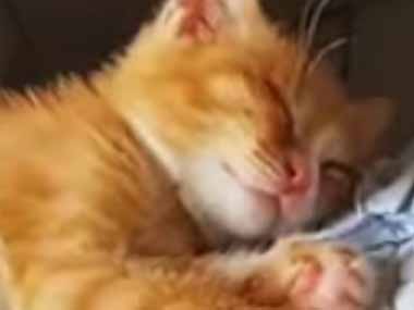 子猫がベッドの隅で寝ていた。くたら～ん → 子猫、危機一髪です…