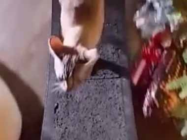 ネコがお気に入りの回し車。そこにカメラを取り付けてみた → すると…