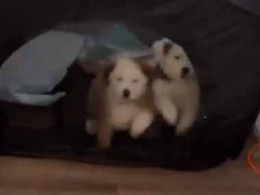 ２匹の子犬がサークルの中にいた。私の姿を見つける → 元気な２匹はこうなります…