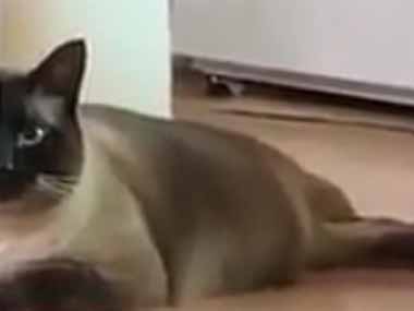 うちのネコがこっちを見ていた。な、なんか怖いんですけど → 猫の目はこんな様子です…